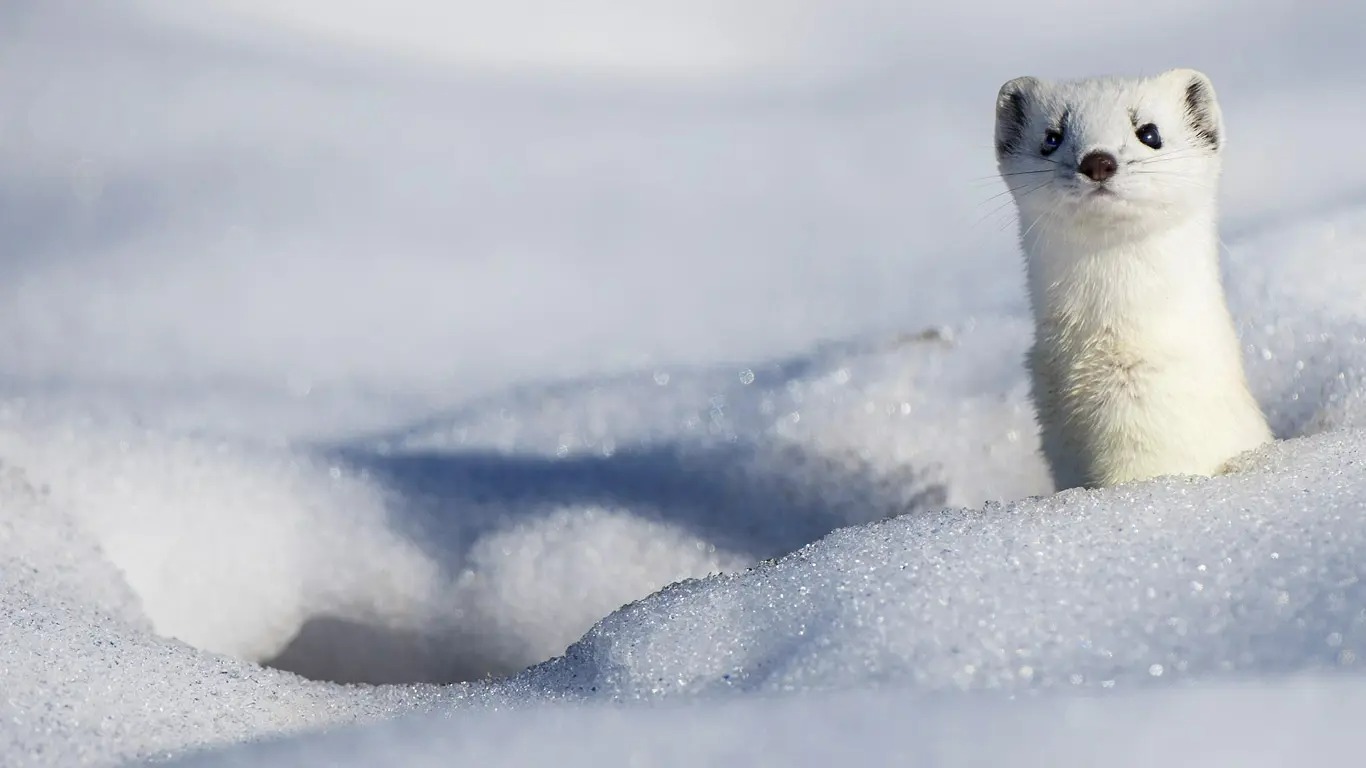 SnowyStoat